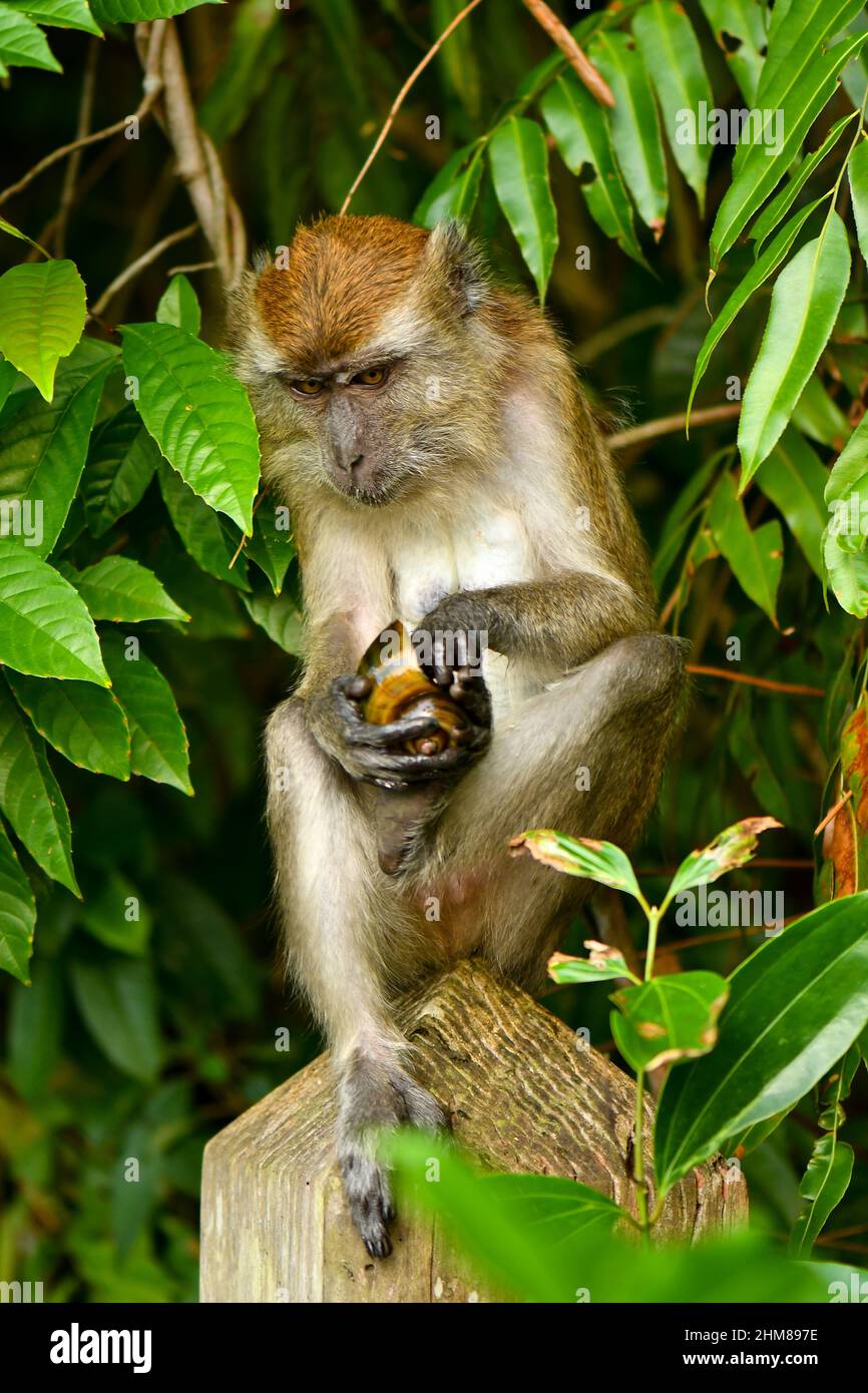macaco de cola larga jugando en árboles Foto de stock