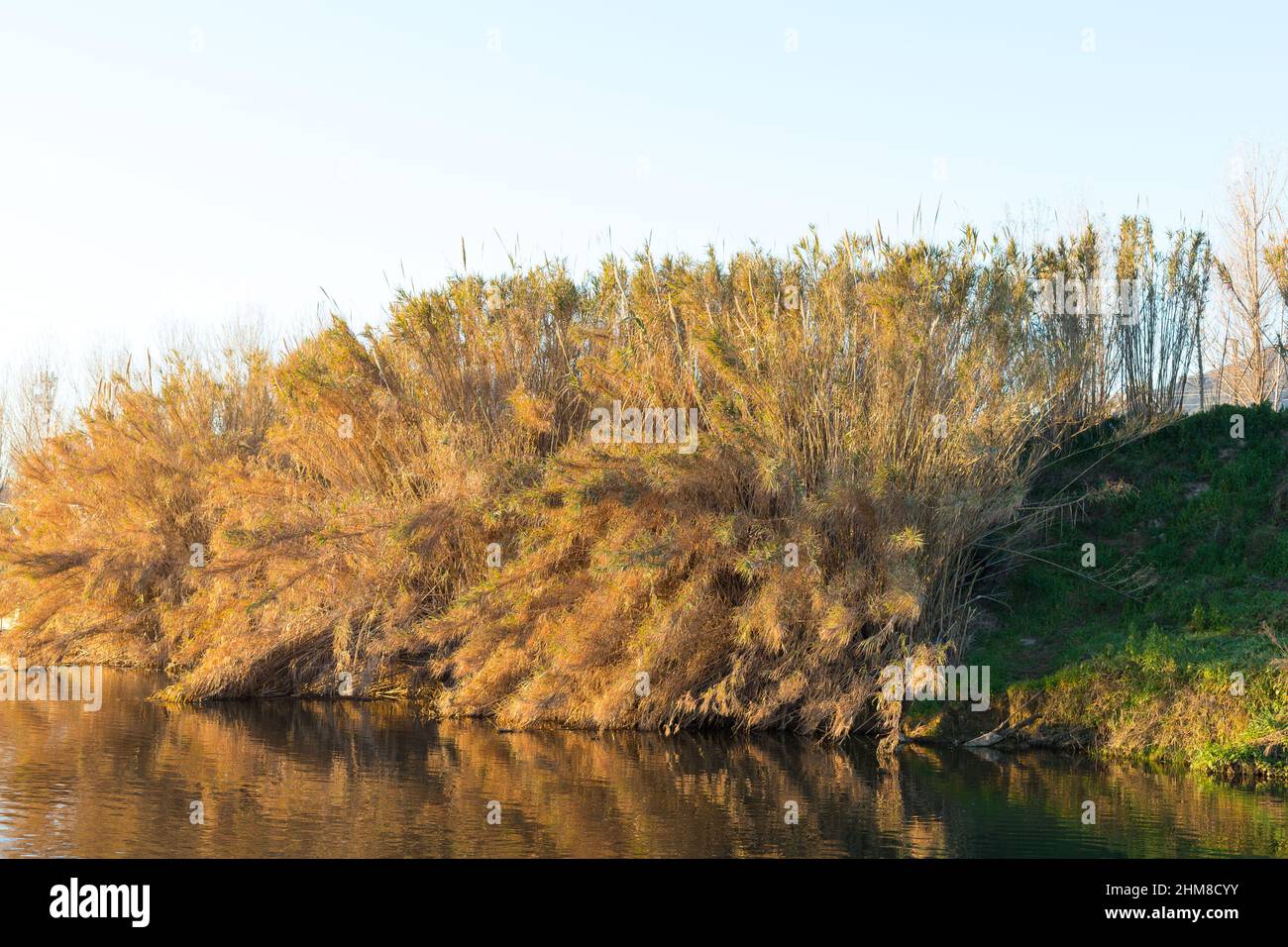 Cañas en las orillas del río en la cuenca mediterránea Foto de stock