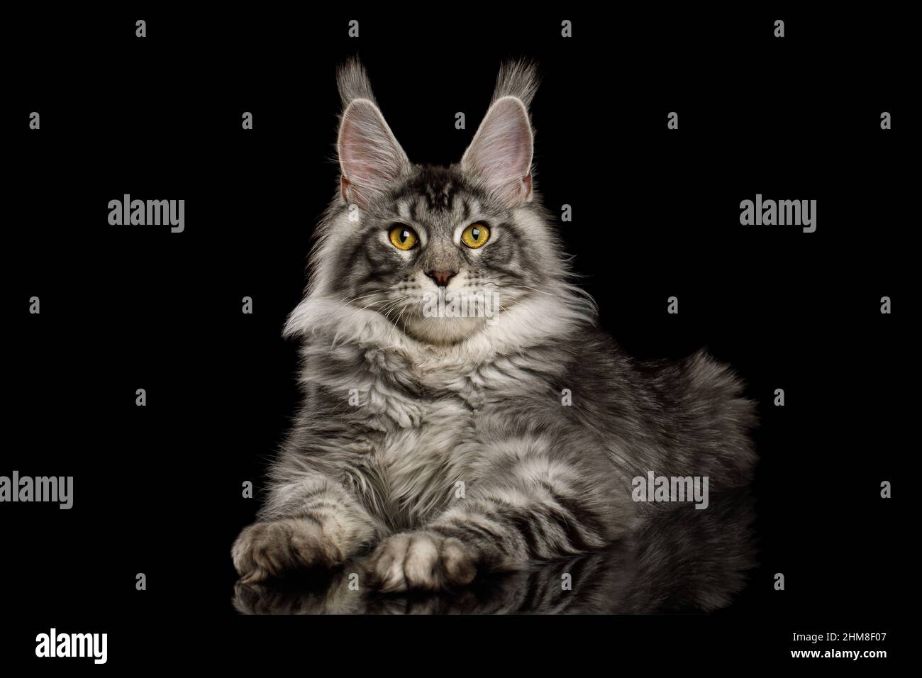 Color plata maine coon gato tumbado y mirando en la cámara sobre fondo negro aislado, vista frontal Foto de stock