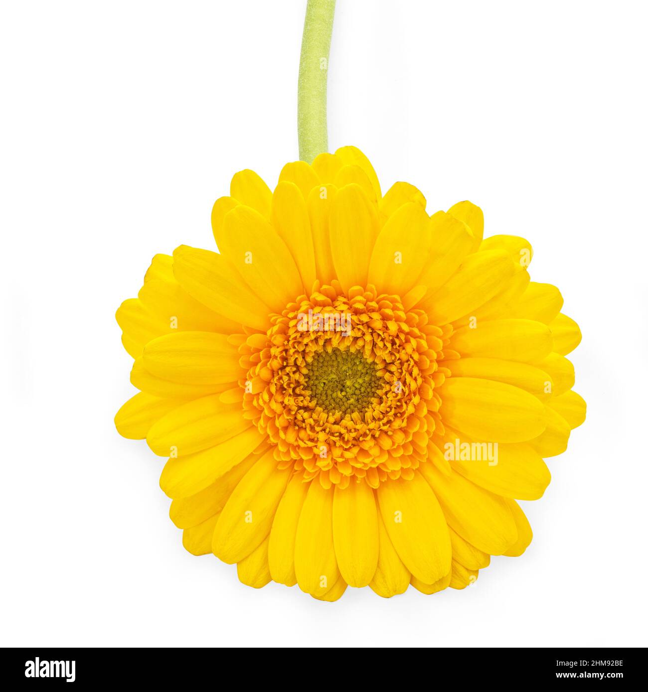 Flor de tipo margarita Gerbera amarilla sobre fondo blanco Foto de stock