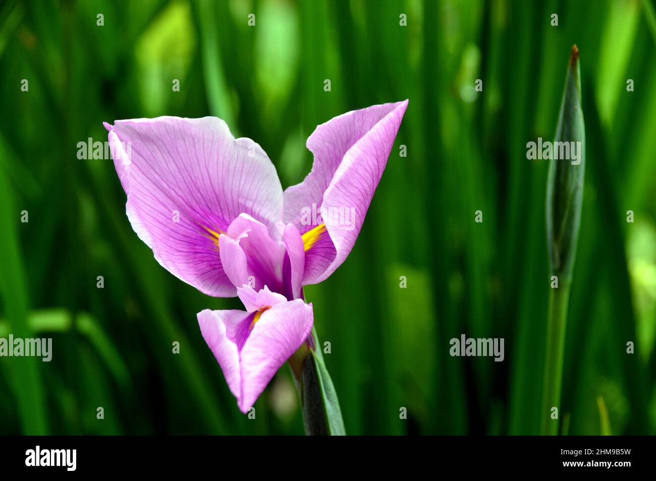 Pétalos de rosa lila fotografías e imágenes de alta resolución - Alamy