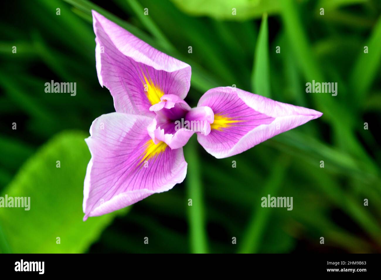 Planta de agua lila fotografías e imágenes de alta resolución - Alamy