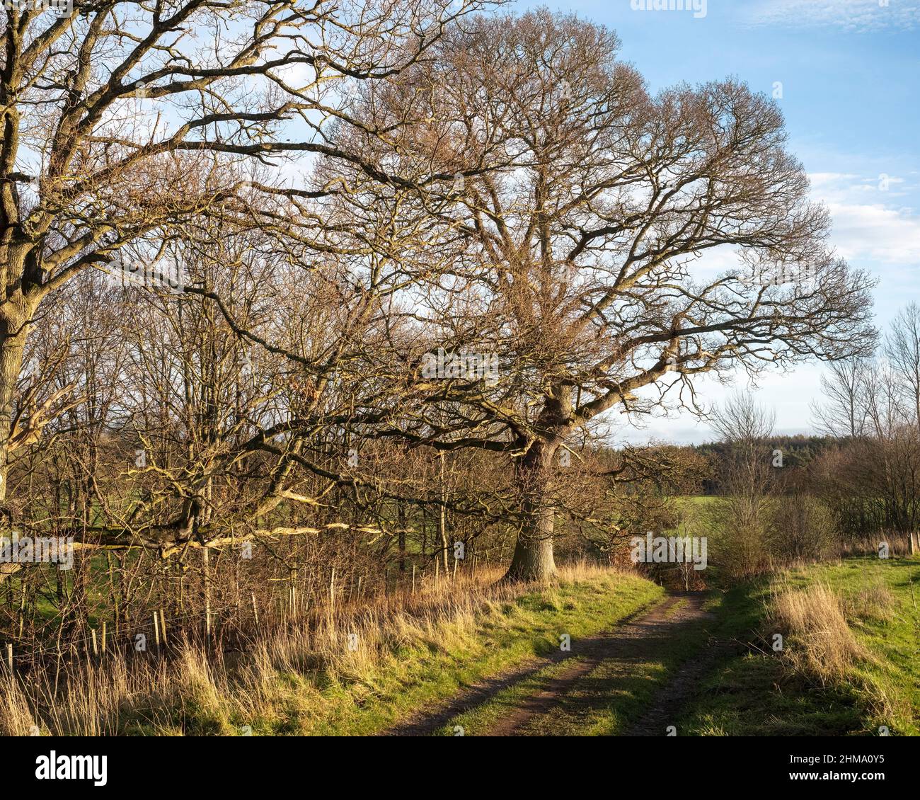 El intrincado marco de un árbol caducifolio en la luz del sol del invierno, Edenhall, Penrith, Cumbria, Reino Unido Foto de stock