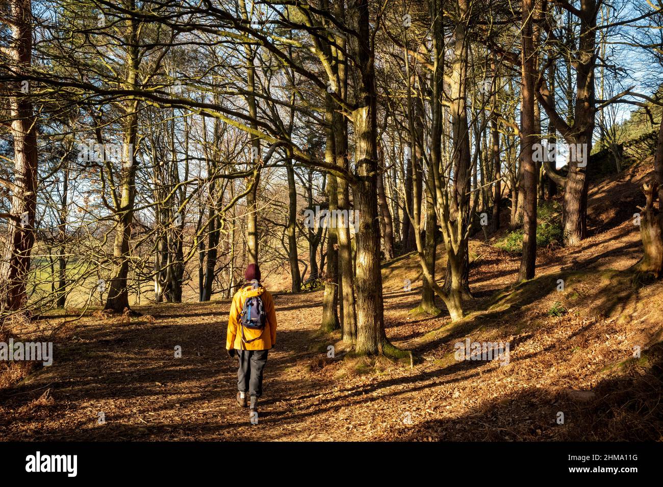 Caminando por los alrededores boscosos de la cantera de Cowraik, Beacon Edge, Penrith, Cumbria, Reino Unido Foto de stock