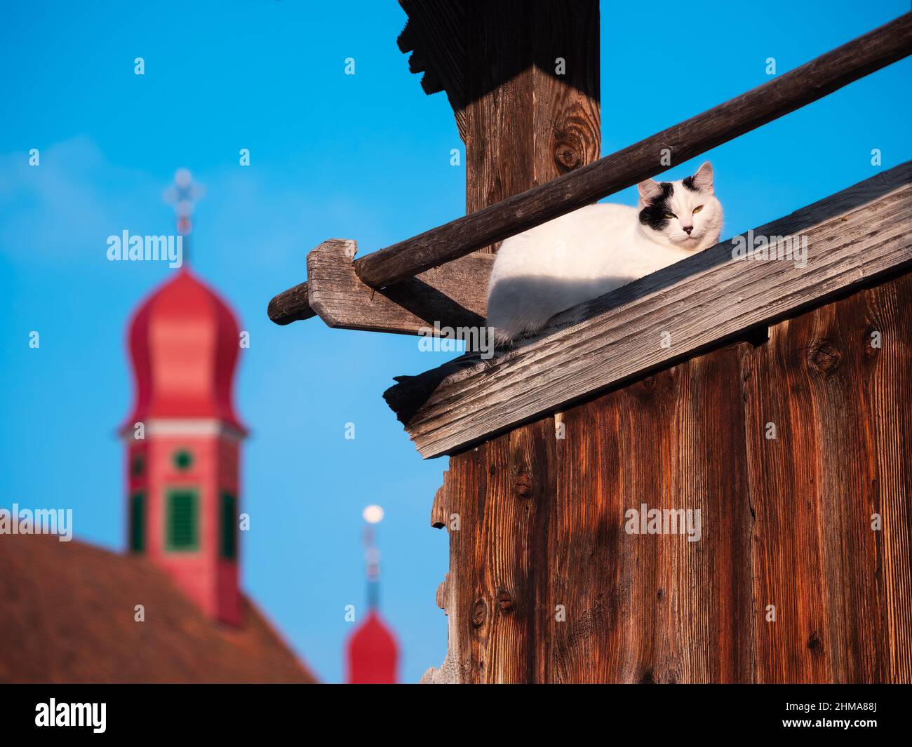 Un gato en la parte superior del edificio de madera y las torres de campana borrosas de la iglesia de Flueli-Ranft, Suiza en el fondo Foto de stock