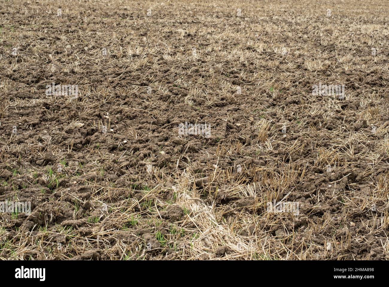 la tierra pedregosa de un campo de trigo cosechado con paja Foto de stock