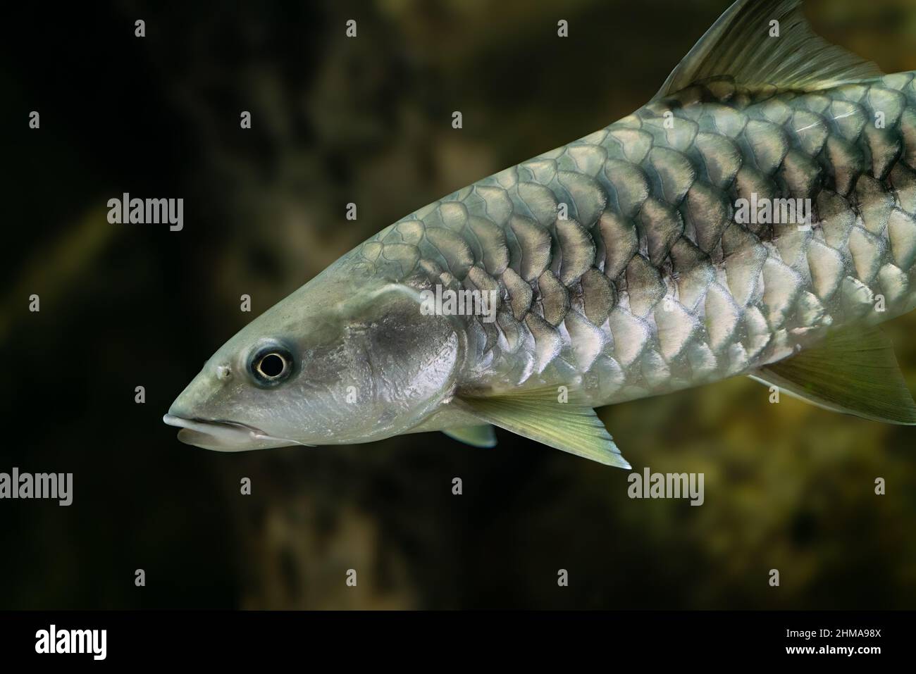 Detalle de Tor putitora, el mahseer de Putitor, o mahseer del Himalaya, el pez nacional de Pakistán, nadando en el agua con fondo verdoso Foto de stock