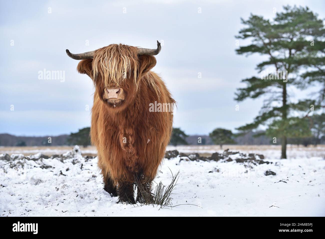 Highland Cow en la nieve Foto de stock