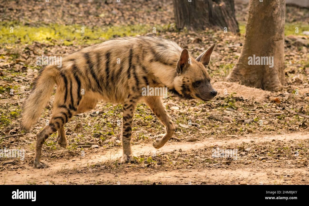 Hyena caminando Foto de stock