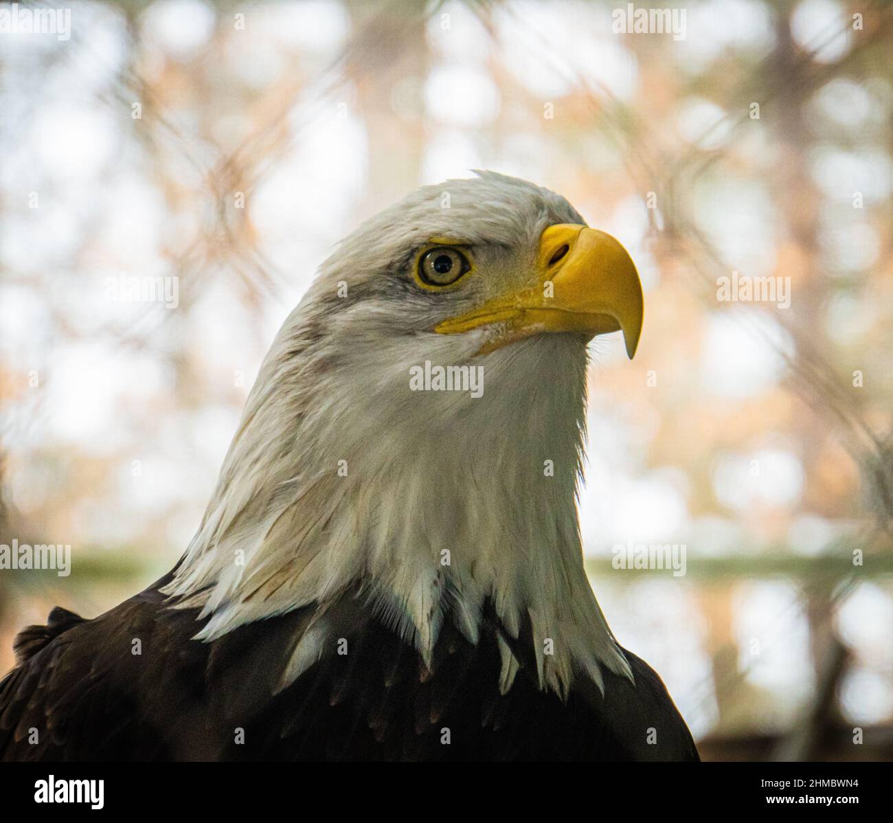 cabeza regal de un águila calva americana con pico prominente Foto de stock