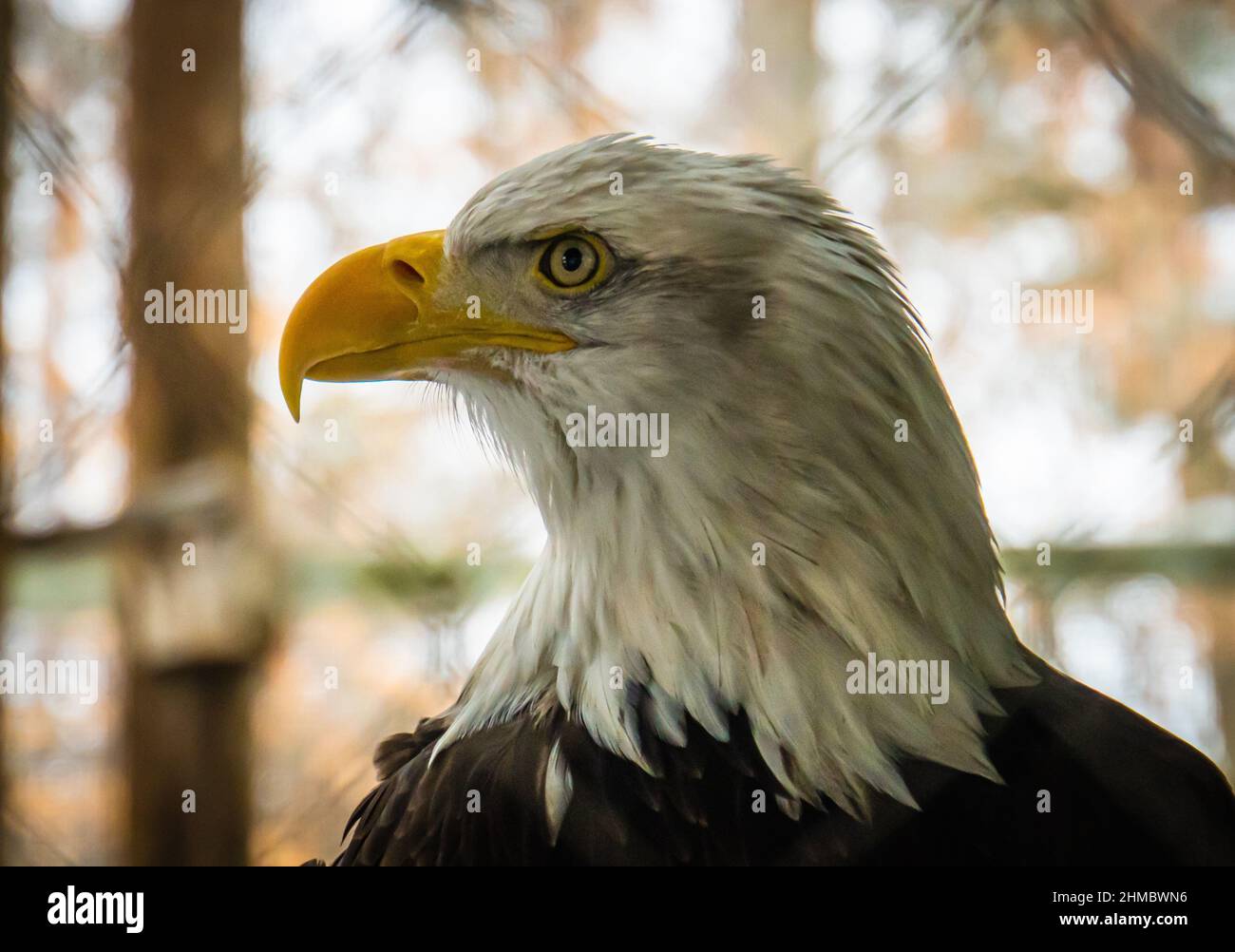 cabeza regal de un águila calva americana con pico prominente Foto de stock