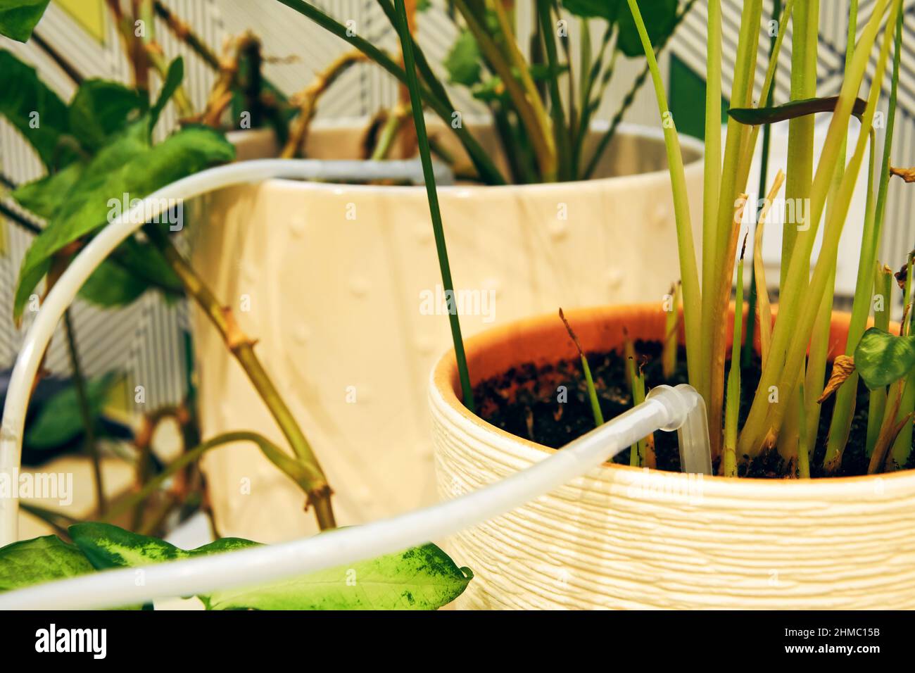 Sistema automático de riego por goteo para plantas interiores durante las  vacaciones. Plantas y flores de la casa y sistema de riego propio  Fotografía de stock - Alamy