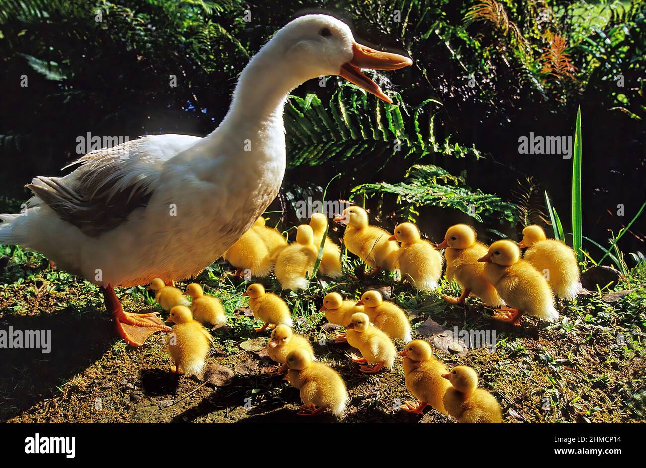 El Pekin o Pekin Blanco es una raza americana de pato doméstico, criado  principalmente para la carne Fotografía de stock - Alamy