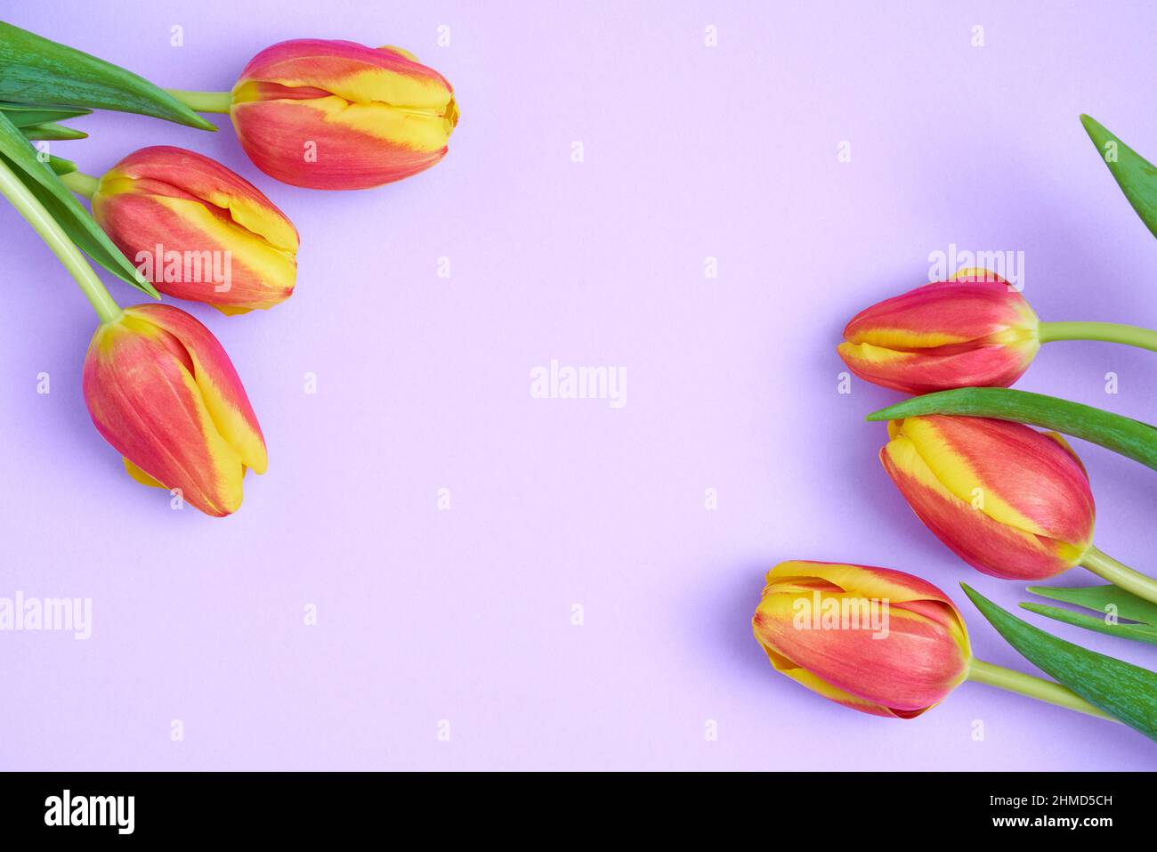 Imagen floral fresca y colorida de tulipanes naranja y amarillo sobre una tarjeta de color lavanda de fondo en contraste. Banner de diseño plano con espacio de copia. Vista superior. Foto de stock