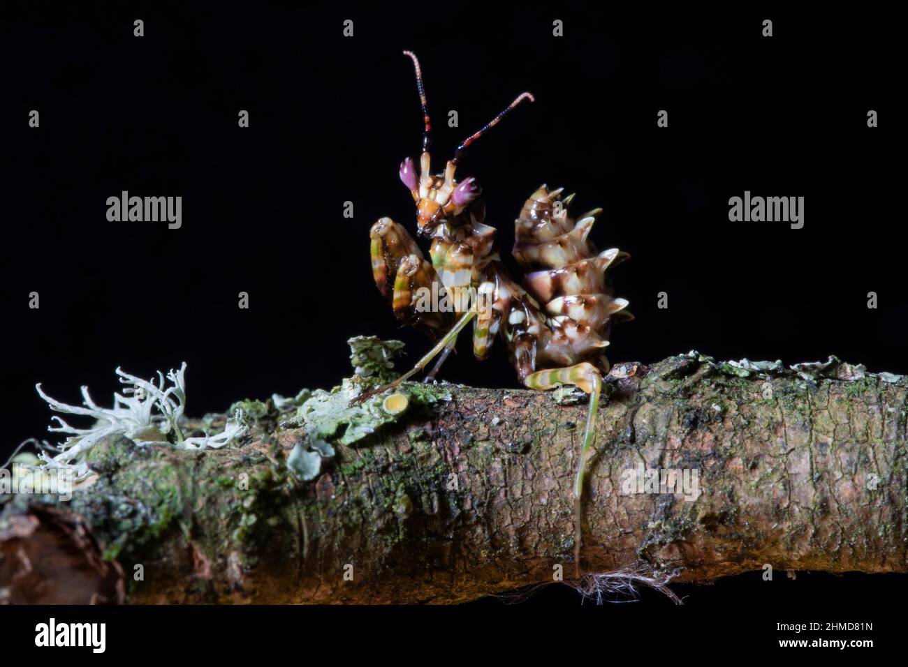 Un primer plano de una ninfa de L3 Spiney Flower Mantis, arrastrándose a través de una rama cubierta de musgo Foto de stock