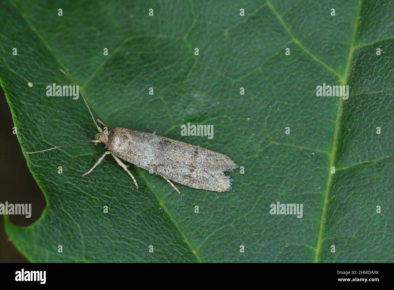Perra Pyralid adulta Moth de la Familia Pyralidae en hoja verde. Foto de stock