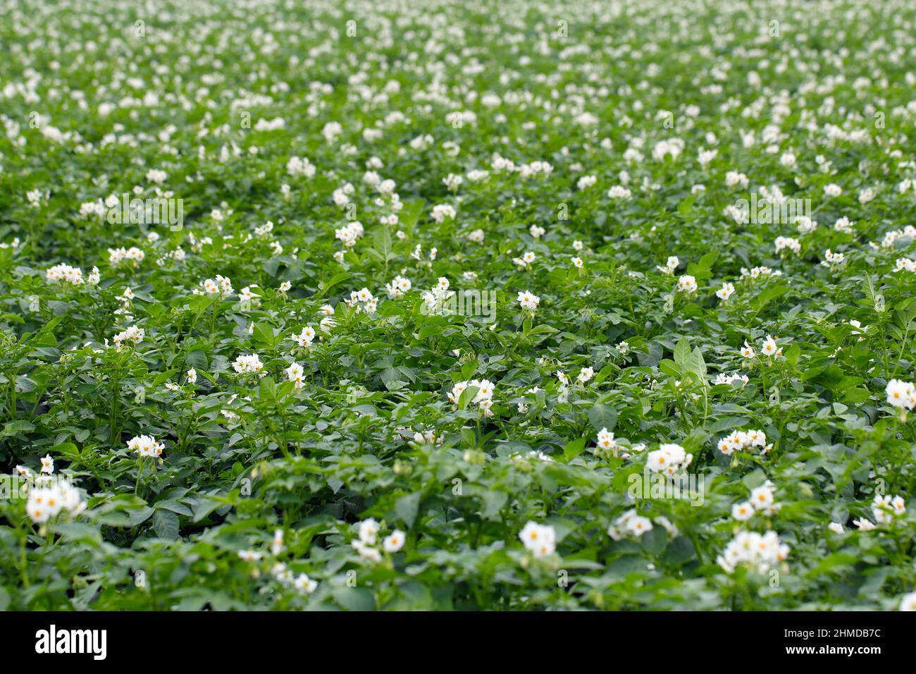 El florecimiento de los campos de patatas, patatas plantas con flores blancas crecen en campos de agricultores Foto de stock