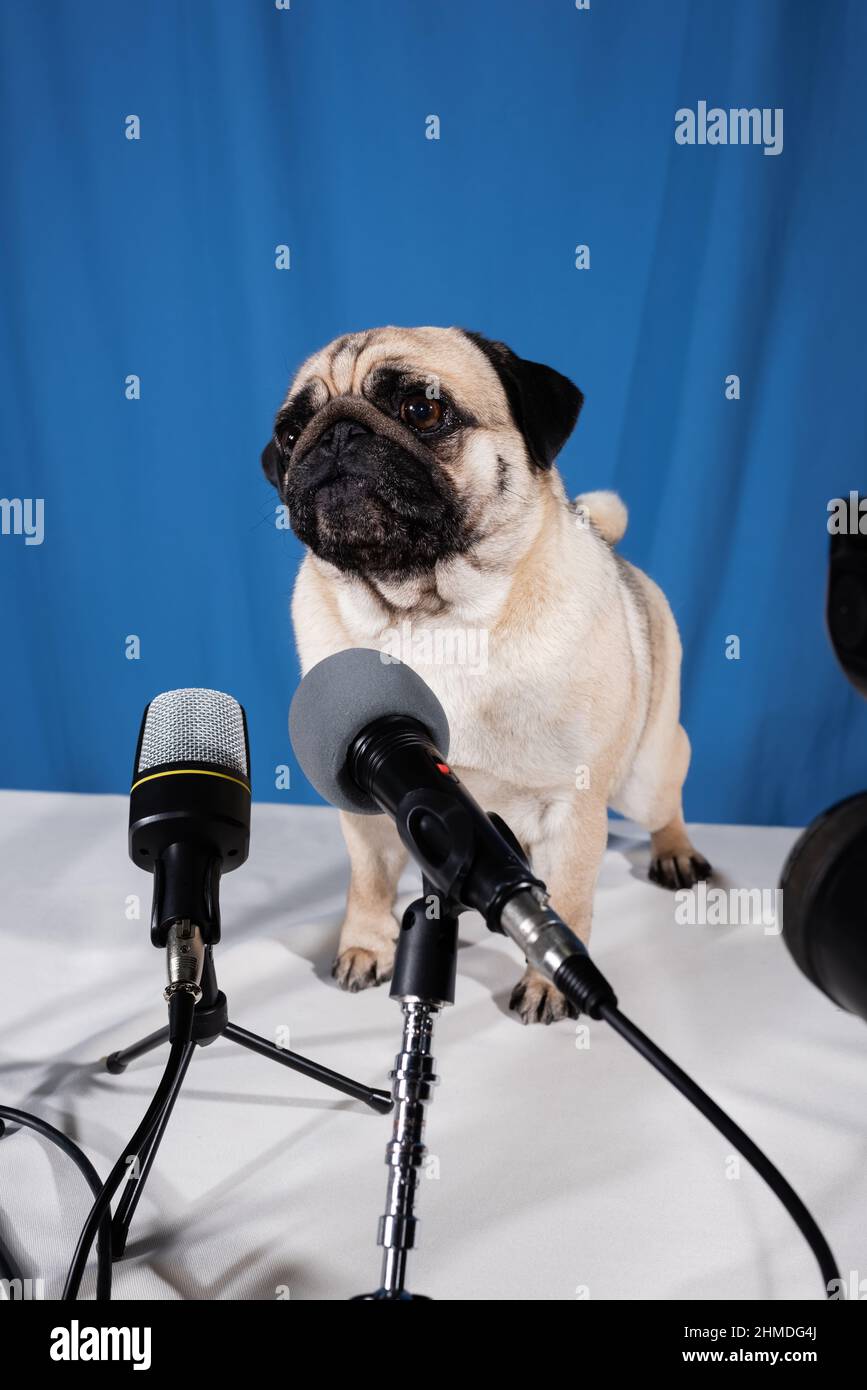 divertido perro pug en el escritorio cerca de varios micrófonos sobre fondo  azul Fotografía de stock - Alamy