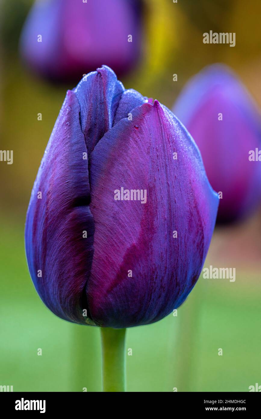 Tulipa Reina de la flor de la noche creciendo en el jardín. Bulbo de