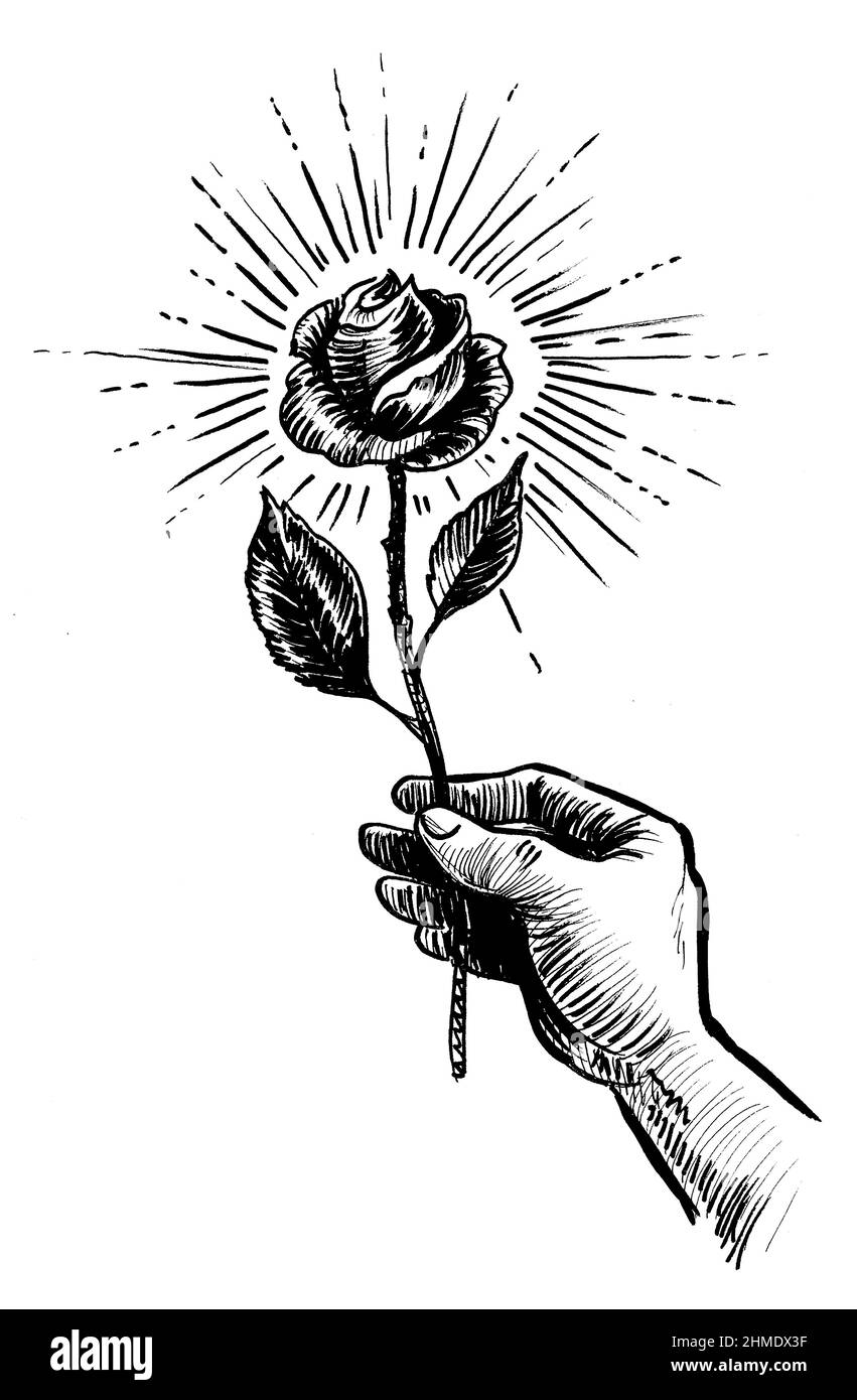 Mano sosteniendo flor de rosa. Dibujo en blanco y negro Fotografía de stock  - Alamy