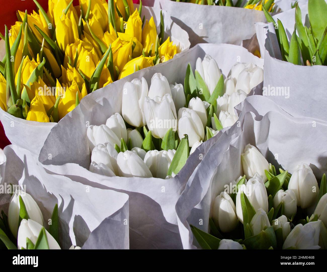 Ramo envuelto de tulipanes blancos y amarillos a la venta en el mercado de  flores en primavera Fotografía de stock - Alamy