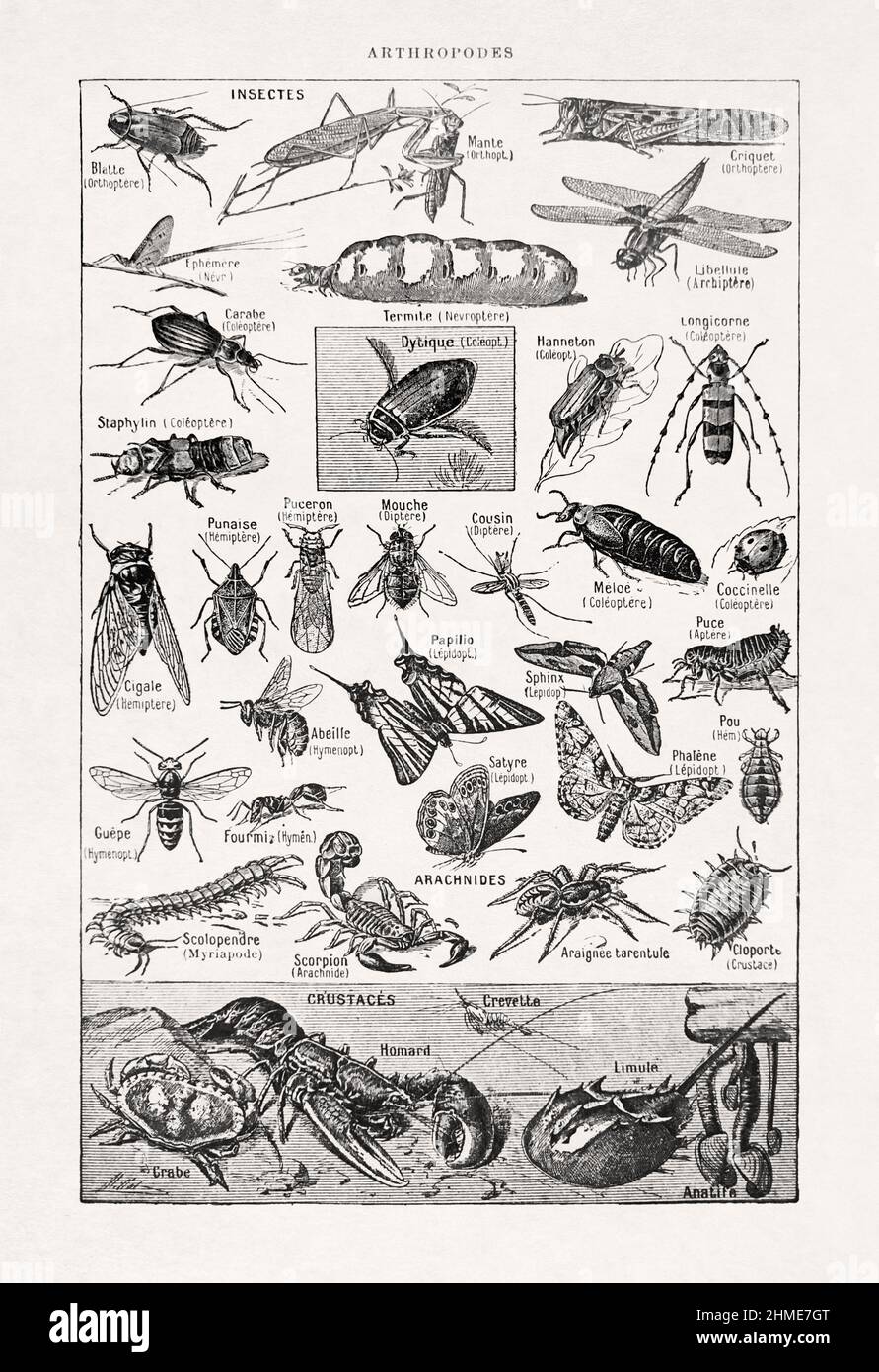 Ilustración antigua sobre artrópodos de Millot impresa en un diccionario francés en 1899. Foto de stock