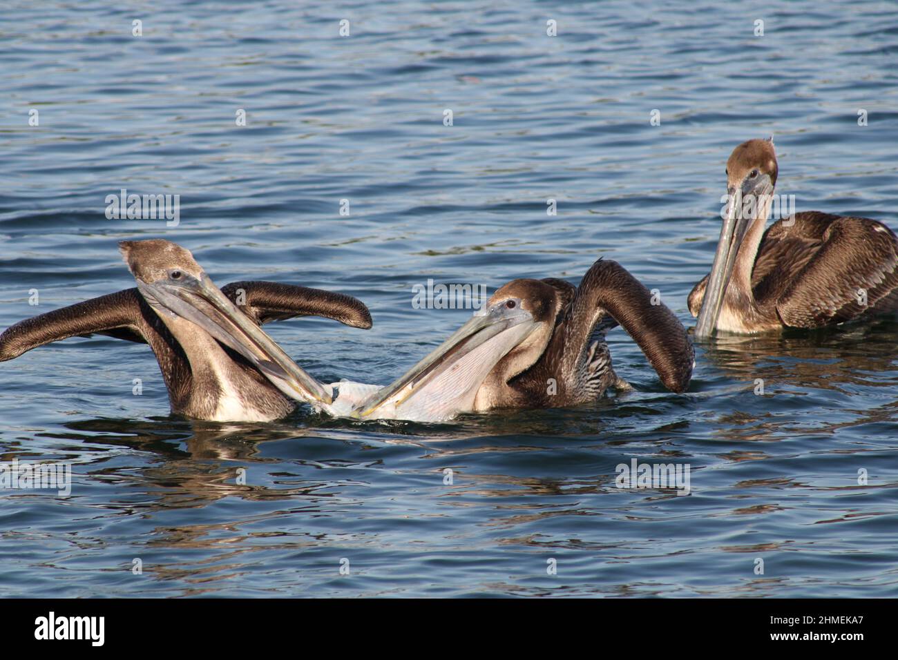 Pelican Eastern Brown disfrutando de la vida costera natural Foto de stock