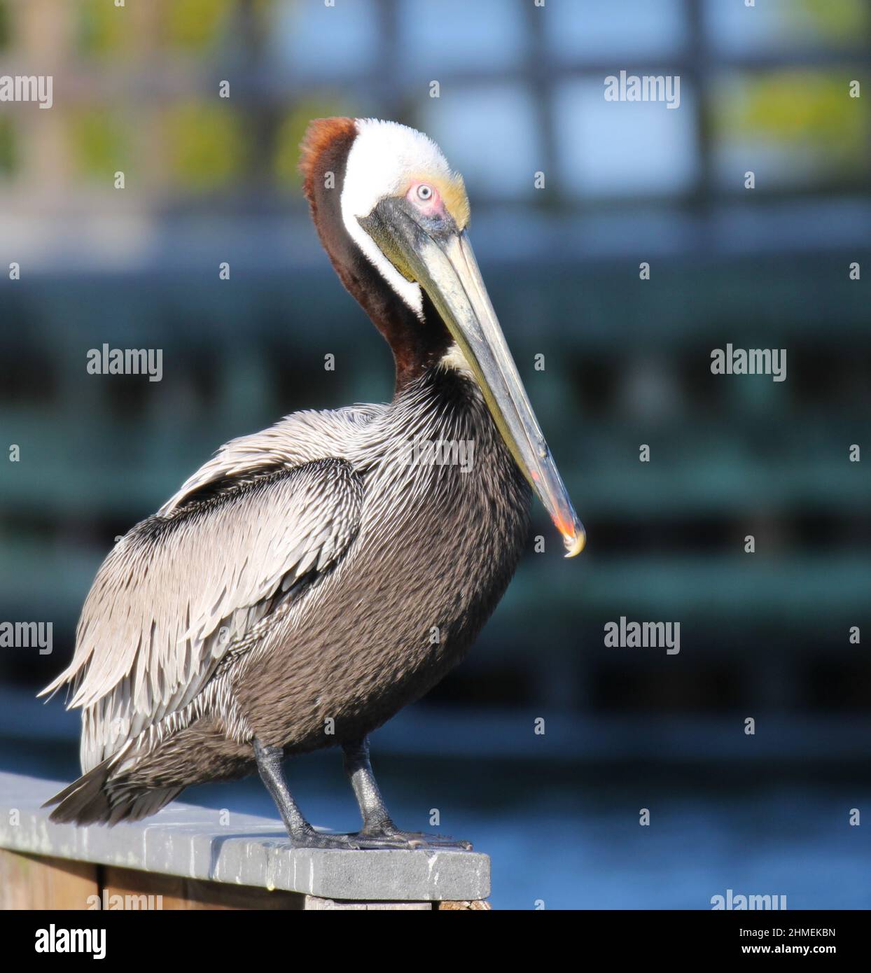 Pelican Eastern Brown disfrutando de la vida costera natural Foto de stock