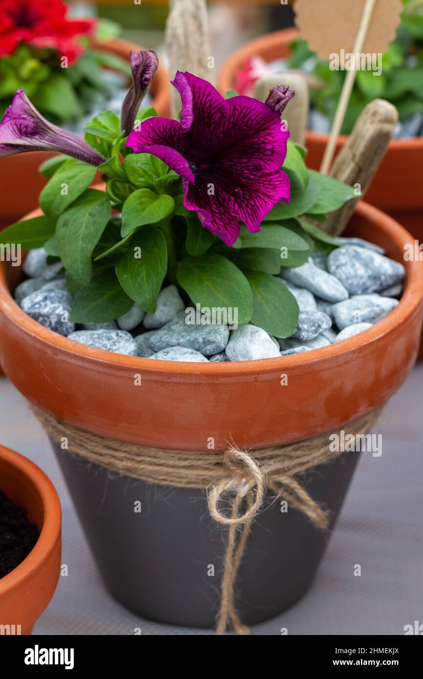 Pequeña planta de petunia púrpura con una flor plantada en una maceta Foto de stock