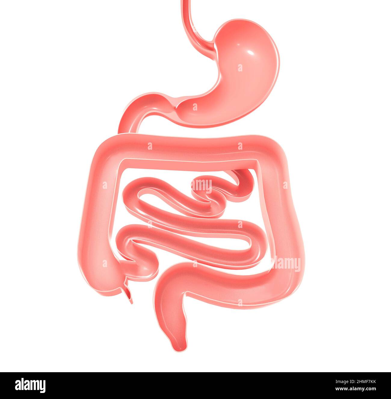Ilustración anatómica 3D del sistema digestivo. Estómago, intestino grueso y pequeño. Mostrando el interior abierto. Foto de stock