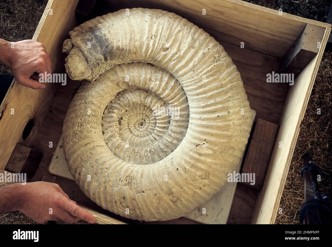 Fósiles de ammonites gigante espera a la venta en el Tucson Gem and Mineral Show Foto de stock