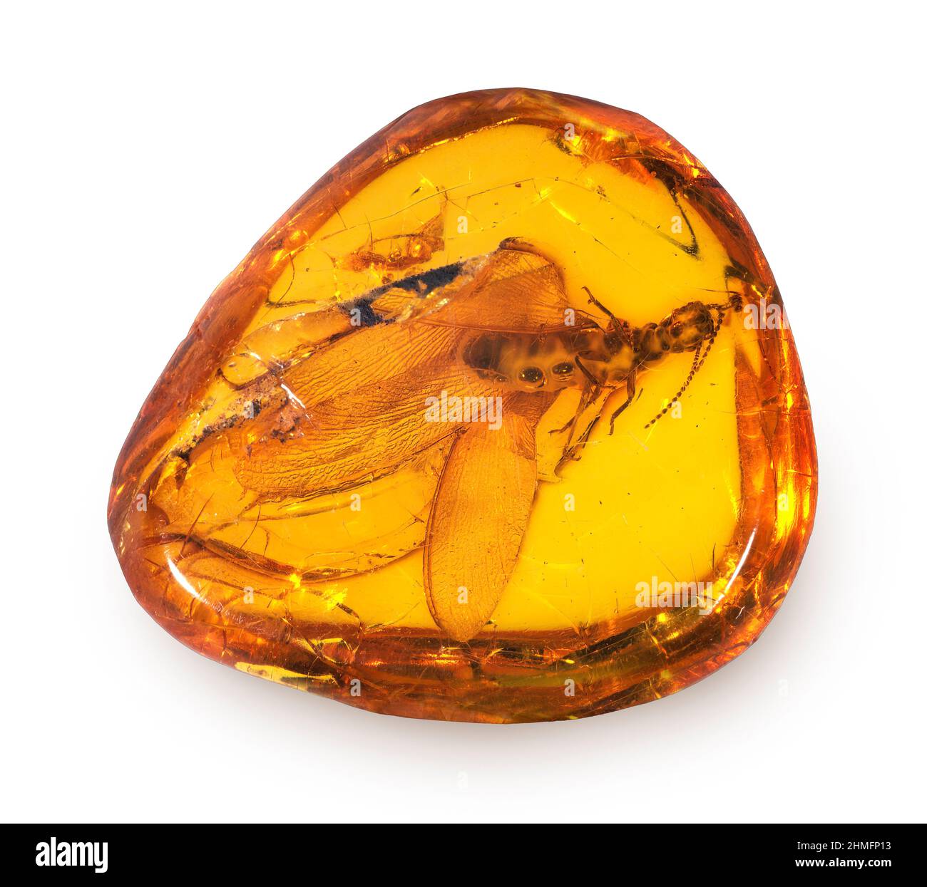 Termita alada en Amber, Prusia Oriental Foto de stock