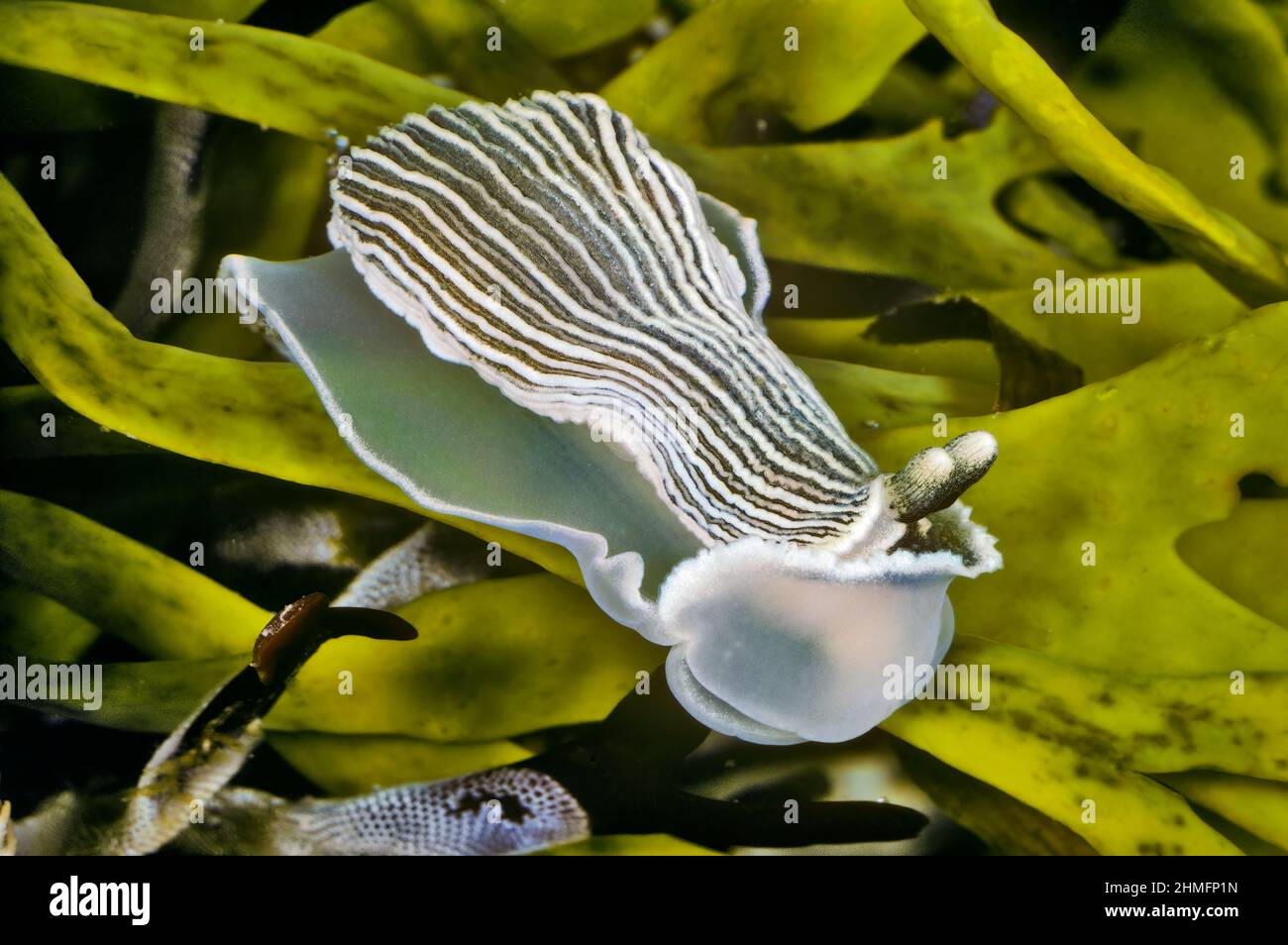 Armina nudibranch de rayas (Armina californica) Foto de stock