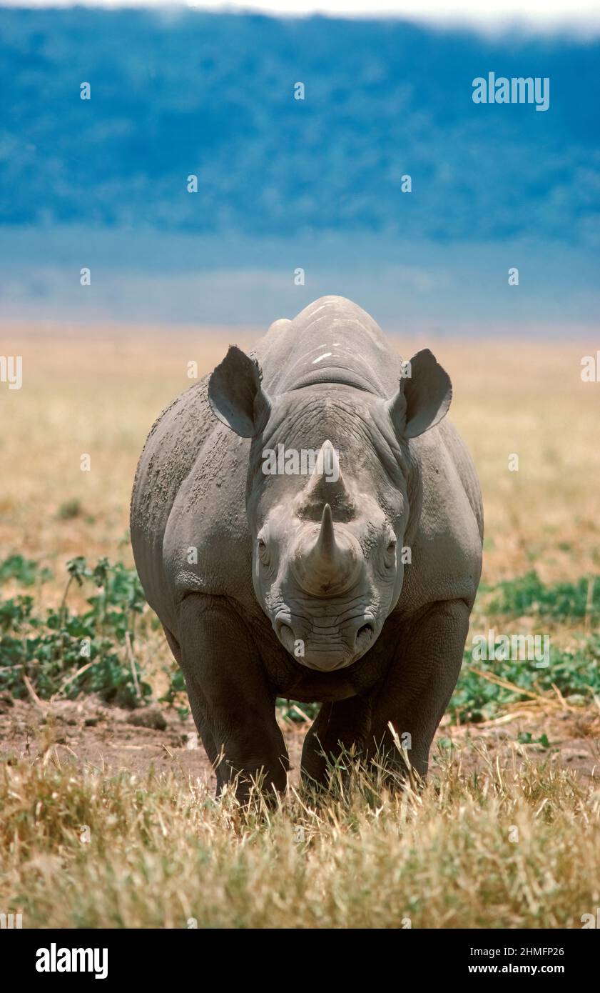 Rinoceronte Negro (Diceros bicornis), Tanzania, África Foto de stock