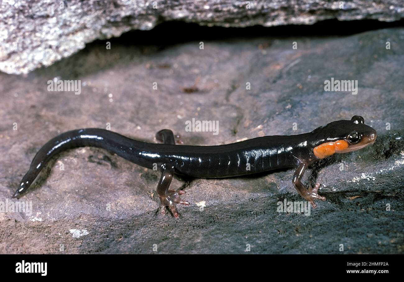 Salamandra de color rojo (Plethodon jordani), Montañas de los Apalaches, Estados Unidos Foto de stock
