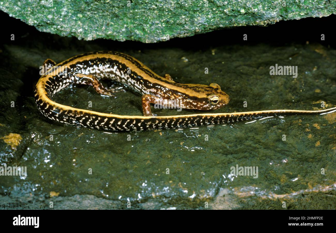 Salamandra de tres líneas (Eurycea guttolineata), Tennessee Foto de stock