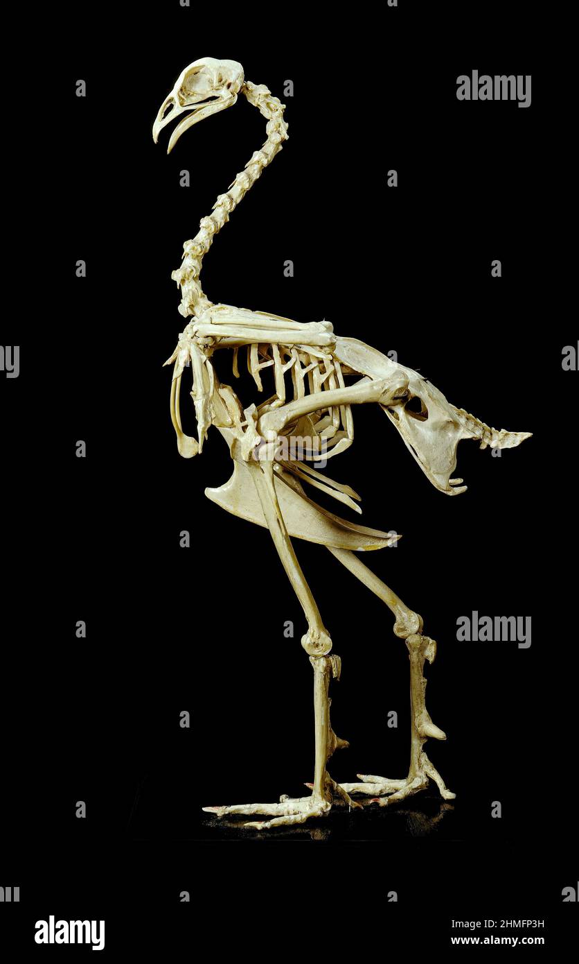 Esqueleto de pavo Foto de stock