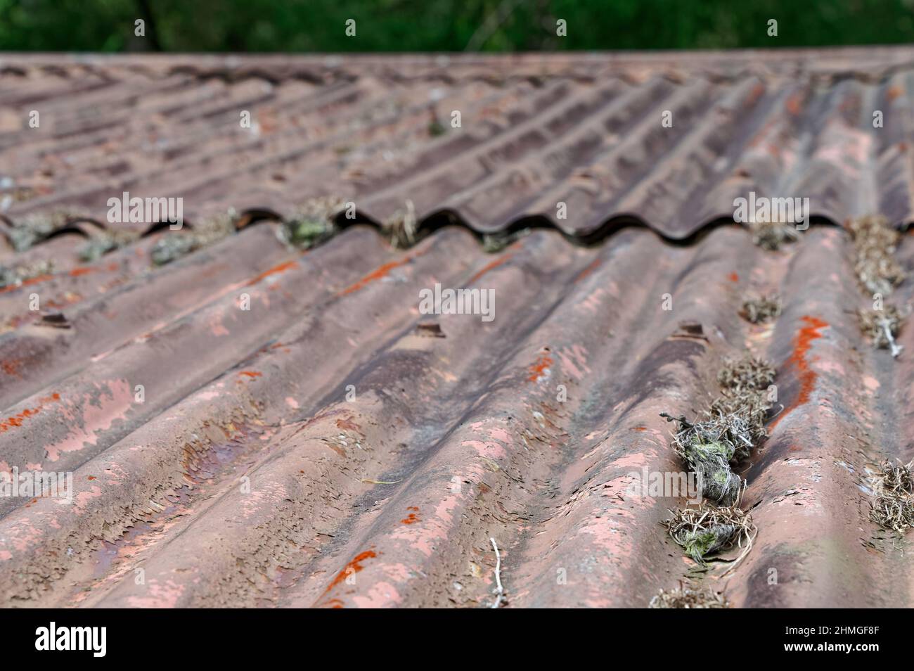 Un viejo techo de hierro corrugado tiene algo de óxido y musgo Foto de stock