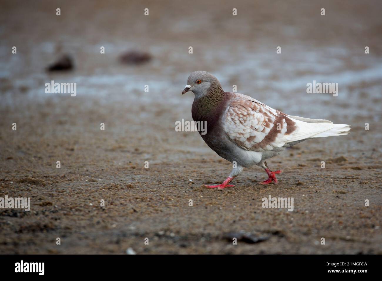 Carrera de palomas fotografías e imágenes de alta resolución - Alamy