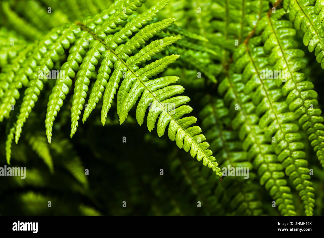 Primer plano de un helecho verde fresco en un jardín de primavera del norte de Londres, Londres, Reino Unido Foto de stock