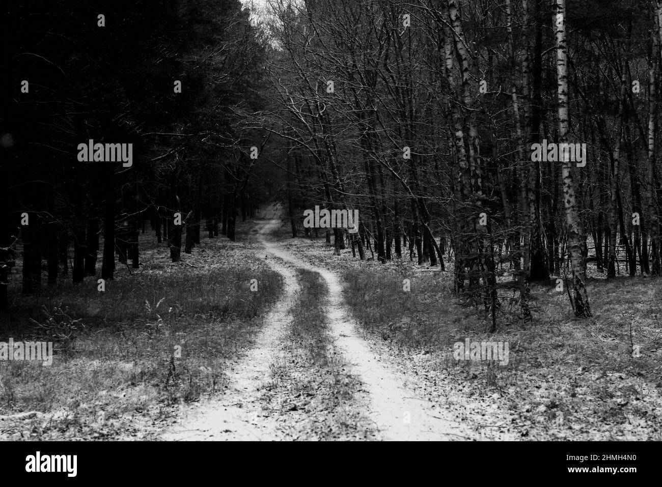 Camino forestal en invierno con un poco de nieve, blanco y negro Foto de stock