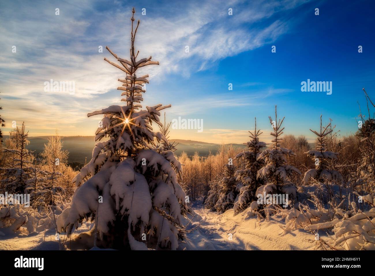 árboles en escena de invierno y sol abajo Foto de stock