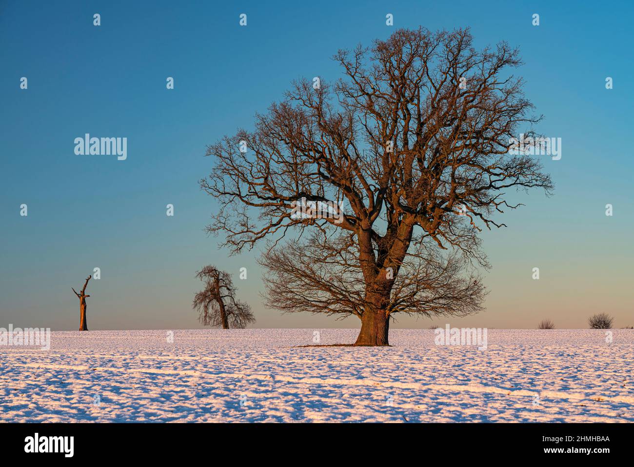 Impresión invernal en Horst, Parque Natural de los Lagos de Lauenburg Foto de stock