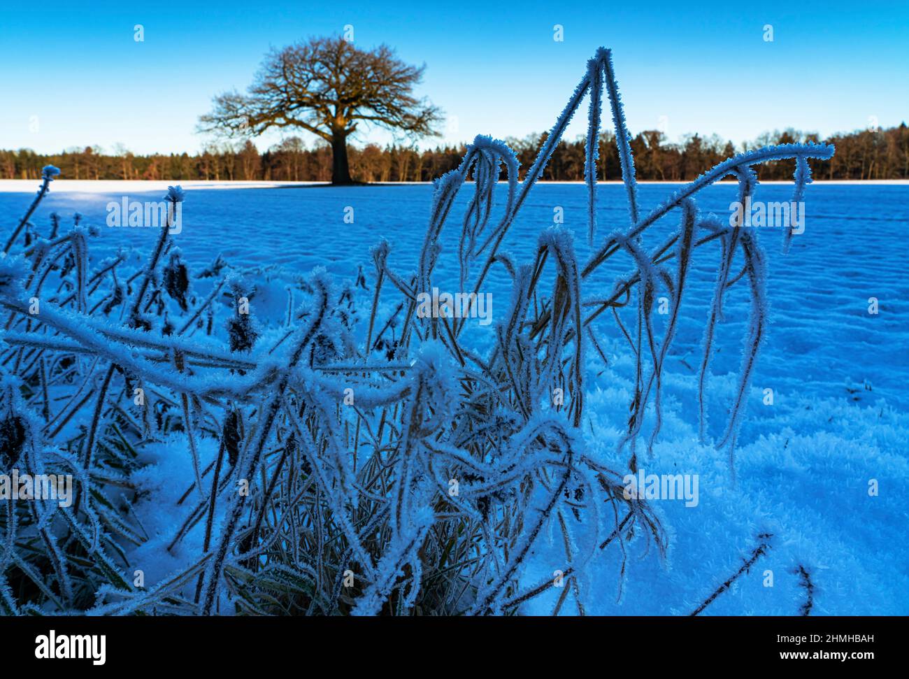 Impresión invernal en Brunsmark, Parque Natural de los Lagos de Lauenburg Foto de stock