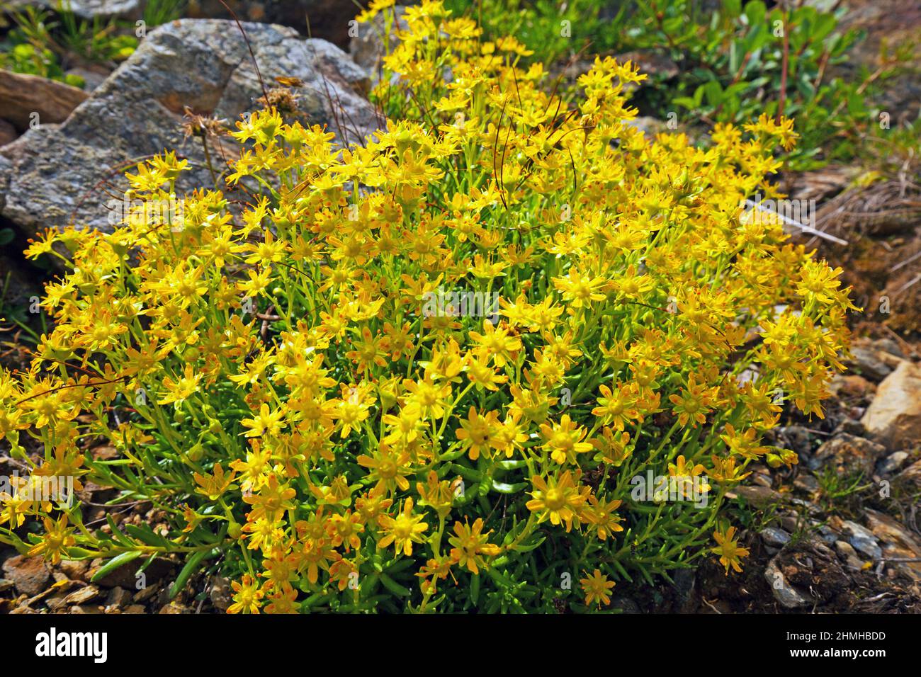 Saxifrage de montaña amarilla, Saxifraga aizoides, la ubicación de prados de primavera, las comunidades húmedas de escombros de roca en el Ultental Foto de stock