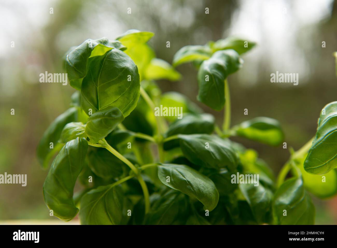 Albahaca, hierbas, hojas, hierbas culinarias Foto de stock