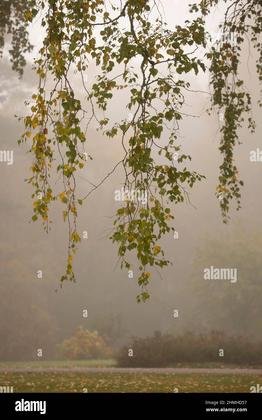 Abedul, Betula péndula, ramas colgantes, foggy día, la naturaleza en otoño Foto de stock