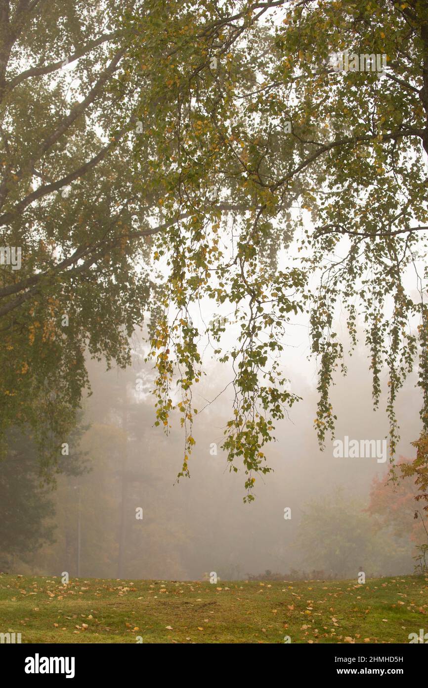 Abedul, Betula péndula, ramas colgantes, foggy día, la naturaleza en otoño Foto de stock