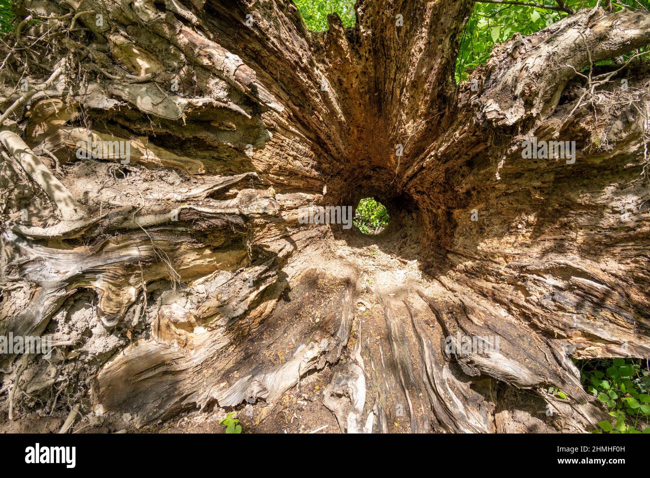 Viejo árbol hueco caído. Foto de stock