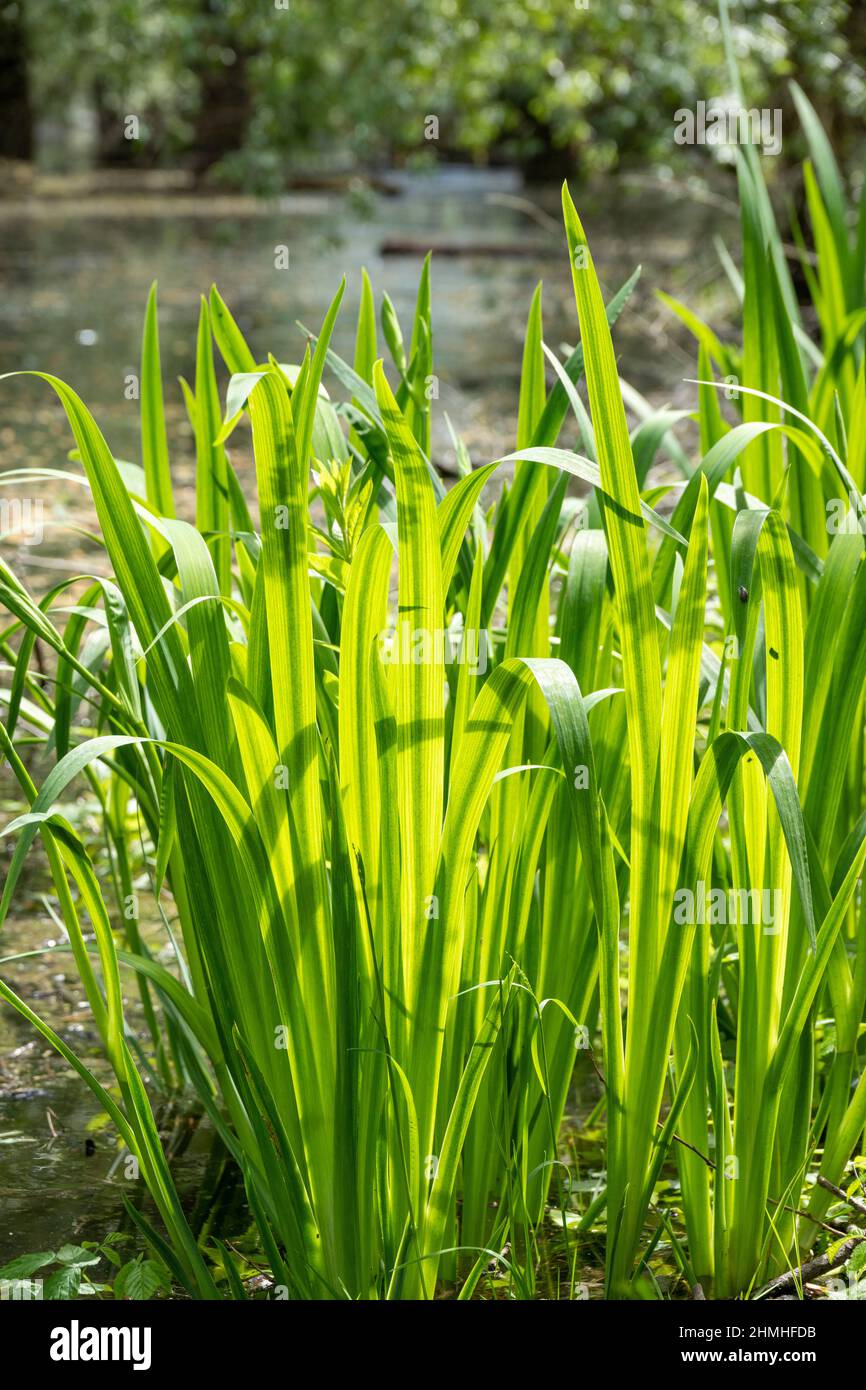 Iris amarillo ( Iris pseudacorus ) en agua Foto de stock